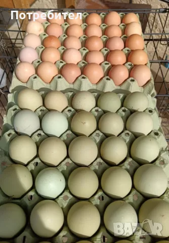 Пресни яйца, снимка 1