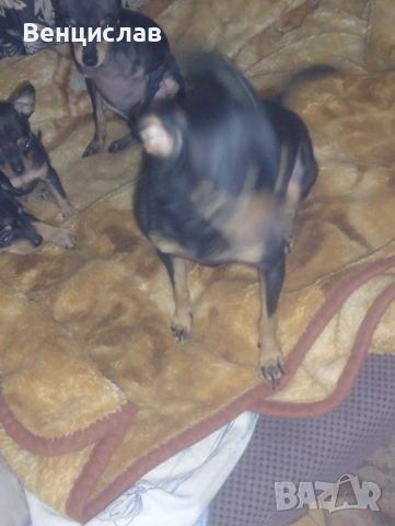 Пинчерчета, снимка 6 - Пинчер - 53850774