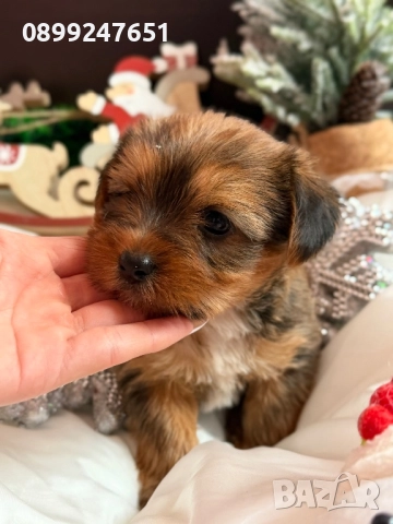 Мини Голдън йорки , снимка 3 - Йоркширски териер - 52857820