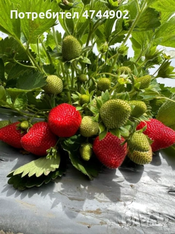 Prodavam razsad celogodishni qgodi sort Фавори 