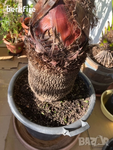 Палма Вашингтон