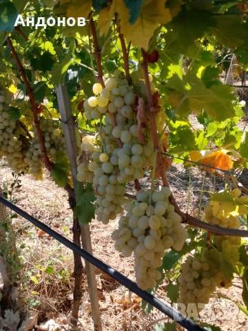 Грозде сорт Италия, снимка 1
