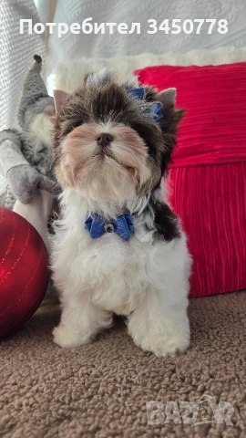 мини йоркшир момче, снимка 6 - Йоркширски териер - 53006502