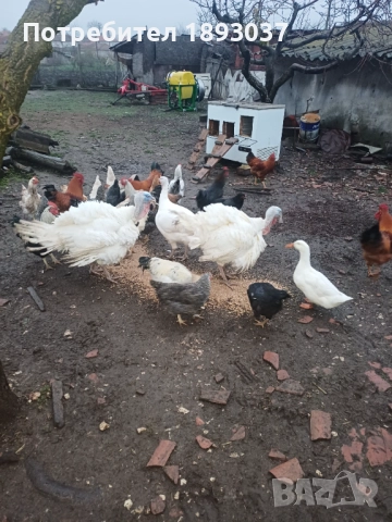 Пуяци и пуйки, снимка 4 - Кокошки и пуйки - 52702520