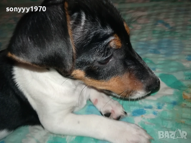 ДЖАК РЪСЕЛ-СЛАДУРАНА ОТ ВИДИН НА 90 ДЕНА 1911251523, снимка 3 - Джак ръсел териер - 52467496