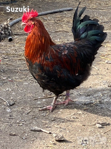 Петлета Маран и Легбар, снимка 10 - Кокошки и пуйки - 53697776