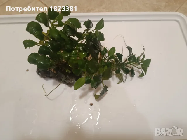 Анубиас аквариумни растения , снимка 5 - Аквариуми - 56233338