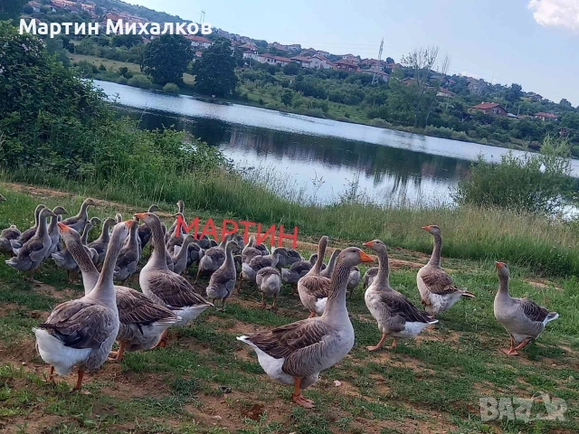 яйца от гъски, гъши яйца оплодени, снимка 2 - други­ - 53488458