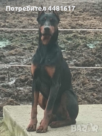 Мъжки доберман, снимка 4 - Доберман - 52718807