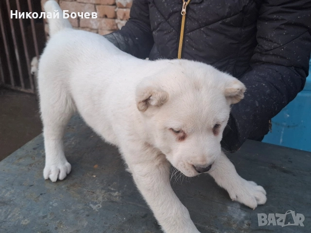 АЛАБАЙ, снимка 7 - Алабай - 53395565