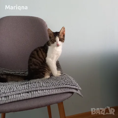 Подарявам мъжко котенце