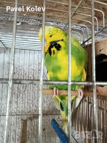 Различни видове птици на добри цени , снимка 17 - За птици - 51362622