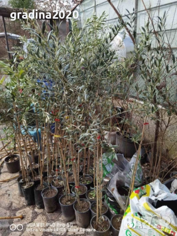 Маслина - Фиданки, снимка 6 - Градински цветя и растения - 28968299