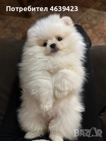 Мини женски померан, снимка 1