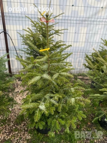 Смърч, Ела , Бор, снимка 5 - Градински цветя и растения - 52666584