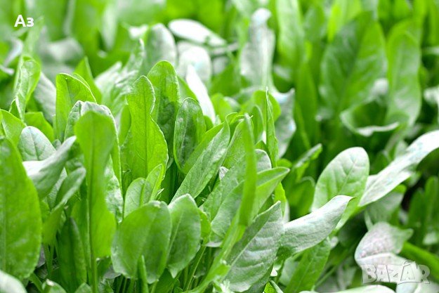 Продавам семена на растението Лапад – от сезон 2025 г., снимка 5 - Сортови семена и луковици - 41335786