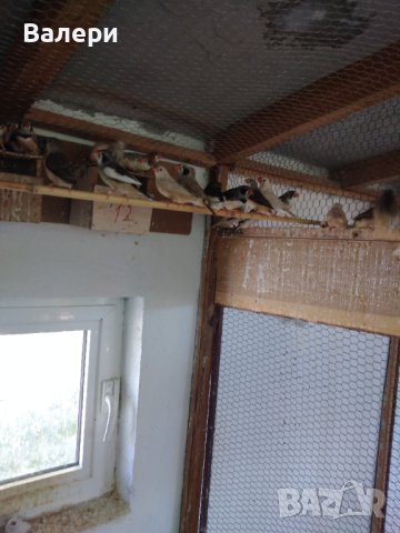 Продавам малки александри, снимка 4 - Папагали - 41684833