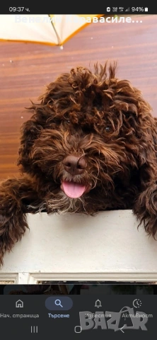 прозавам женско лагото