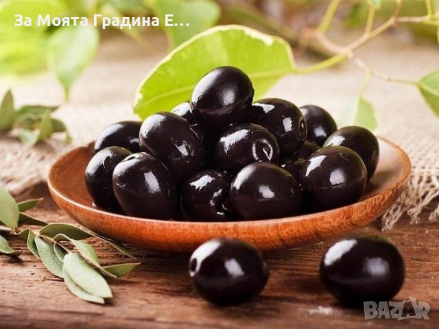 Маслина 3 сорта