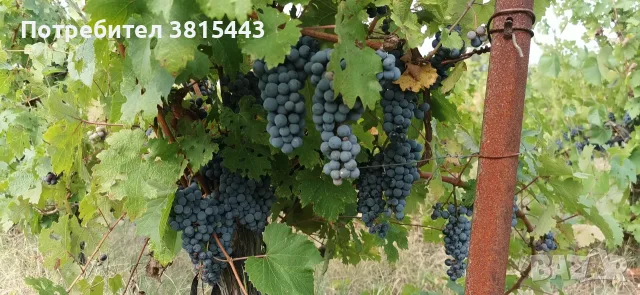 Винено грозде от производител, снимка 5 - Други - 55802791