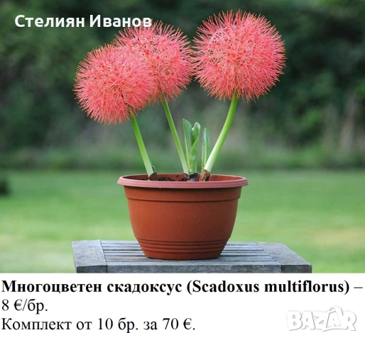 Многоцветен скадоксус (Scadoxus multiflorus) - луковици