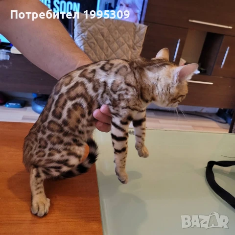 Бенгалски котета, снимка 15 - Други - 50151079