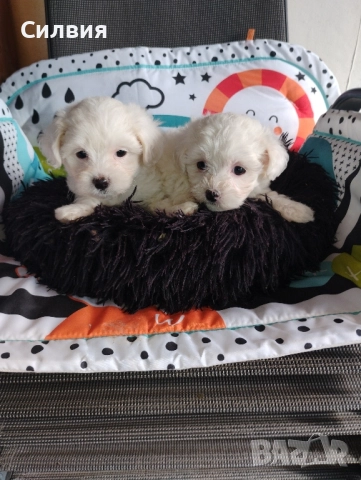 предлагам малтийска болонки , снимка 2 - Болонка - 52375877