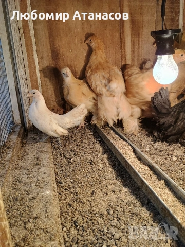 Продавам пилета , снимка 2 - други­ - 53418277