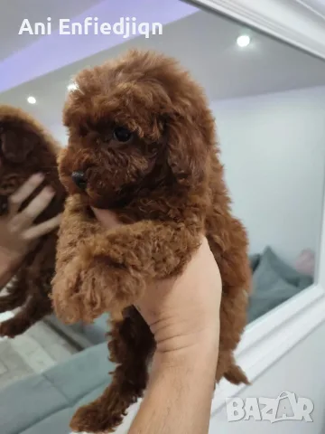 Пудел Той/Poodle Toy, снимка 5 - Пудели - 56294986