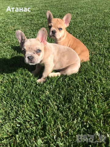 Френски булдог, снимка 1