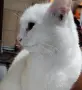 снежно бели котенца, 5мес., снимка 6