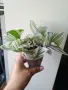 Традесканция, tradescantia albiflora Giant, снимка 2