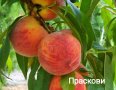 Продавам дръвчета - праскови,кайсии, бадеми и сливи, снимка 1 - Градински цветя и растения - 42413795