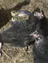 Великденски кокошки, снимка 1