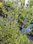 Ceanothus (Калифорнийски люляк), снимка 1