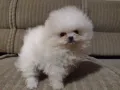 померански шпиц-женско кученце, снимка 3