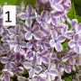Люляк / Lilac Налични 4 цвята , снимка 4