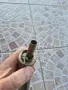 Американска бронзова барутница - 13, снимка 6