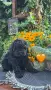 Кавапу Cavapoo F1b, снимка 4