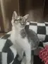 Подарявам малко коте, снимка 2