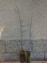 Брекина (Sorbus terminalic) плодно медоносно дърво, снимка 12