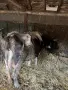 Дойни млади крави, снимка 5