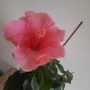 китайска роза , снимка 1 - Стайни растения - 44567393