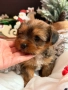 Мини Голдън йорки , снимка 3