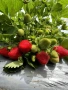 Prodavam razsad celogodishni qgodi sort Фавори , снимка 1