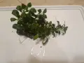 Анубиас аквариумни растения , снимка 5