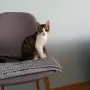 Подарявам мъжко котенце, снимка 1