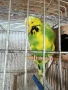 Различни видове птици на добри цени , снимка 17