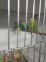 Вълнисти папагали и Корели , снимка 6