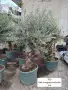 интериорни вековни маслини, снимка 5